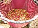 Panier pour ramasser les grains